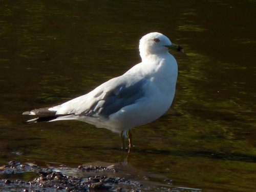 dendroica: Ring-billed Gull (by me)