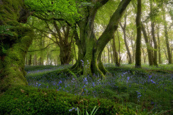 te5seract:    ‘Bluebell Woods’ - Scotland