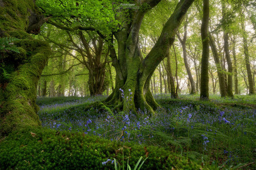 expressions-of-nature: Scotland by Gavin Hardcastle (www.fototripper.com)