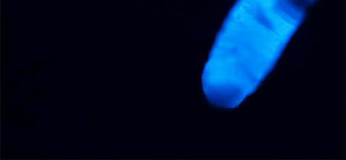 bioluminesssence:1. Atolla Jelly 2. Luminous Earthworm 3. Beroe Comb Jelly 4. Firefly Squid 5. Pyros