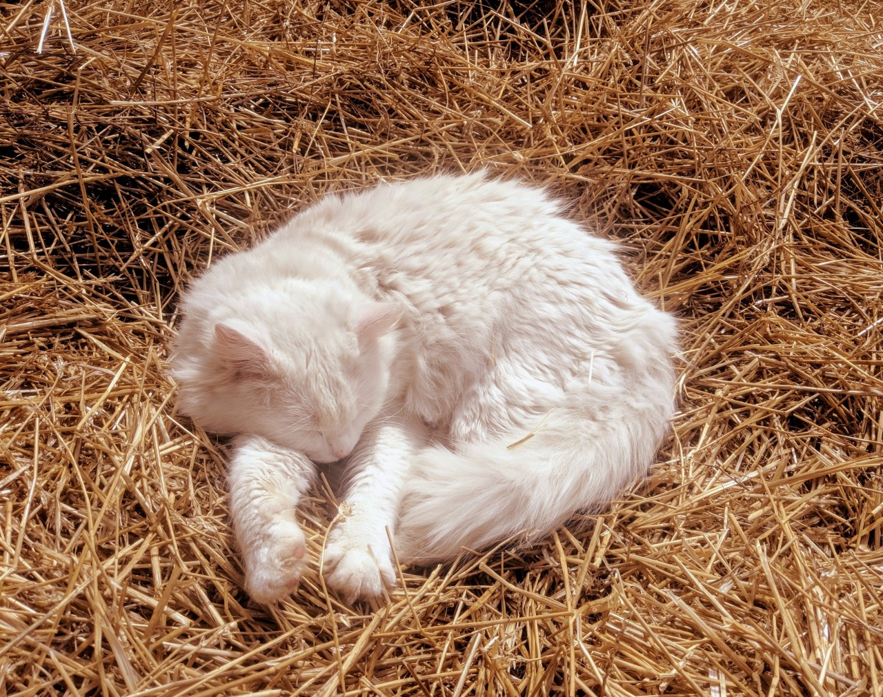 petitesaffron: I wonder what he is dreaming about.  