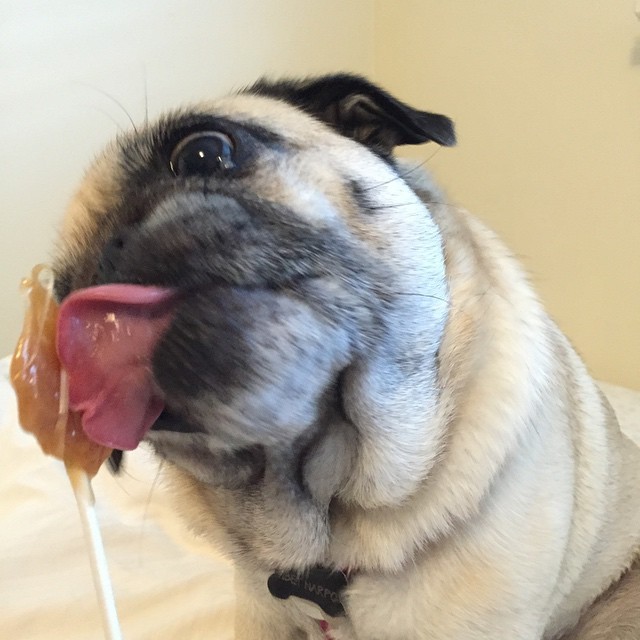 ilovepugs4ever:  Follow Dog Quotes. 