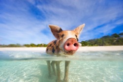 babyanimalgifs:  Pig Island, Bahamas.. I wanna go