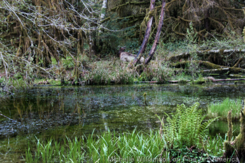 bright-witch:RainforestPrint Shop
