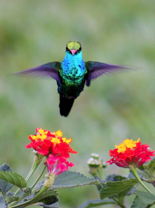 spugnardidesign:Your daily dose of color: Hummingbird and Lantana | Photo ©Claudio Marcio Lopes