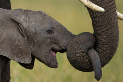 nubbsgalore:  elephant hugs. conspicuously expressive and joyful creatures, elephants will intertwine their trunks together as a sign of affection when celebrating a birth, reuniting with old acquaintances, or trying to console a loved one. photos of