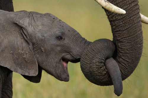 nubbsgalore:elephant hugs. conspicuously expressive and joyful creatures, elephants will intertwine 