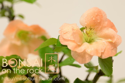 木瓜（ボケ）の盆栽BOKEH, Japanese Quince bonsai2018.4.14 撮影bonsai on the rock| Creema | BASE | Zazzle.co.jp |