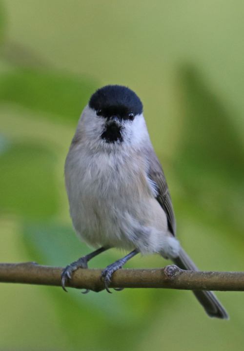 An alert willow tit/talltita.