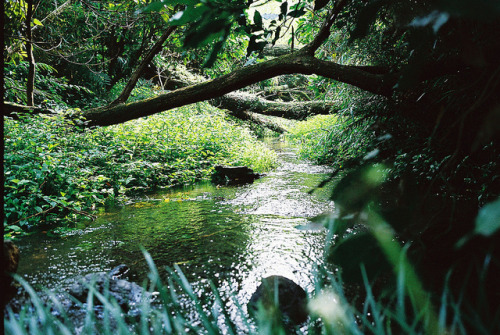 ochabang:Kakitagawa Shizuoka Japan by ogino.taro on Flickr.