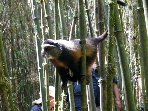 ayearinrwanda:Golden Monkey trek - Volcanoes National Park. A definite add on to a gorilla trek!