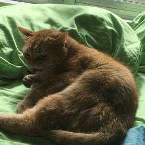 hawthornhedge:I was feeling terrible because I forgot to commemorate my cat’s eighth adoption annive
