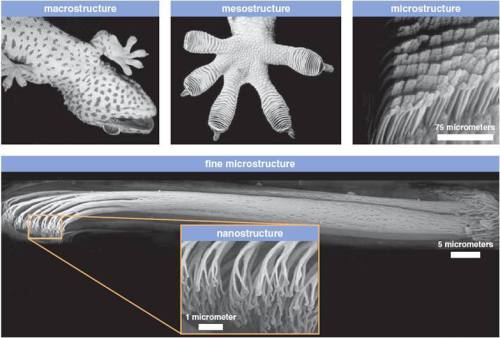 Gecko Science (Part 2) &mdash; Sticky Superheroes Some 60% of geckos have toes that stick. Toes 