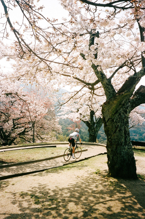 Exploring Nara Park,April 2017