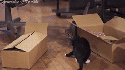 saeed-alshehri:  dyeknittinkdye:  nymph-hopes:  Best thing ever.  It’s like watching the Matrix, but with kittens.  