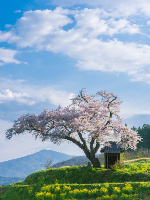 worldes:  小沢の桜 by Takahiro Urano