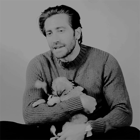 jake gyllenhaal being adorable with puppies for buzzfeed