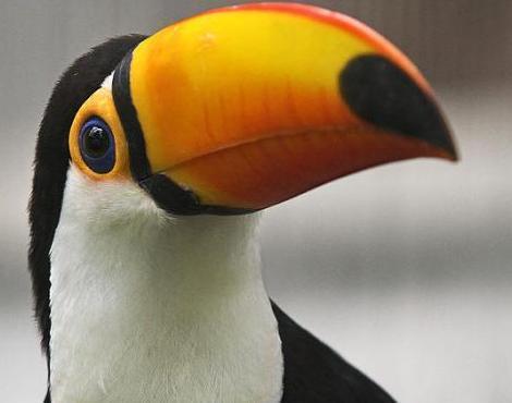 you know what? i just realized i really flippin&rsquo; love toucans i mean  lookit