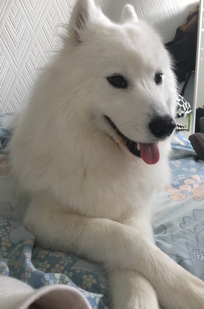 cloudthesamoyed:  cross leggy