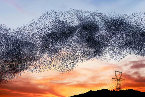 taktophoto:  Stunning Photos of Starling Murmurations that Aren’t 