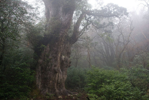 atlasobscura:  THE GREAT OLD ONES: IN CELEBRATION OF OUR TREE ELDERSBY CHRIS WHITEIf left undisturbed by humans and our axes, trees can grow to incredible sizes, and live for thousands of years. Some of these beautiful ancients may not look like much