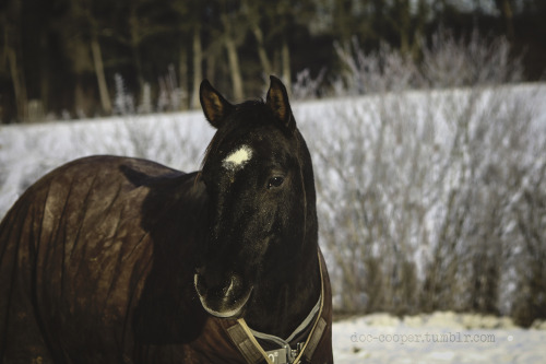 “Work with the horse, not against him. Always listen to what the horse is trying to say. And always 