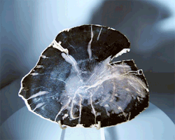crystalarium:  Petrified Wood轰.00