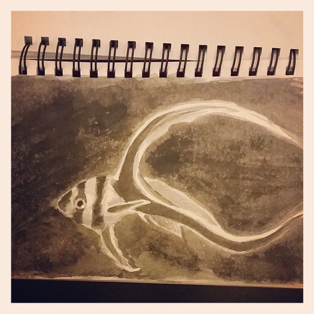 #inktober #inktober2014 #day25 #spotteddrumfish took me a while to find out the name of this little dude… but I had to because the tail is amazing.