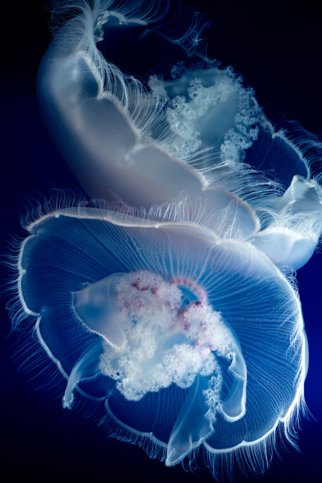 Two pillow-like moon jellies bump gently against one another, their bells slightly touching. They are a creamy, partly-translucent white color, with lacy oral arms and wispy tentacles, drifting against a dark blue background.