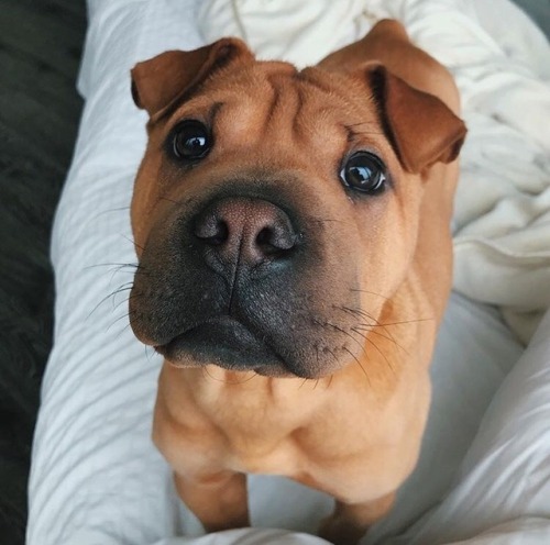 sighduckss:What kind of cute little wrinkly god is this