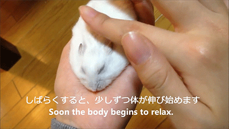 How to make thin hamster -video-
