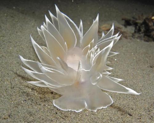 nudibranch