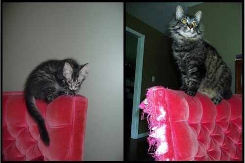 catsbeaversandducks:Cats Recreate Photos From Their Kittenhood(photos via  the dodo)