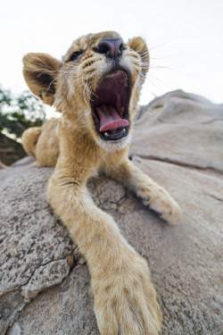 imawalkingdisasterrr:  Yawning wide angle