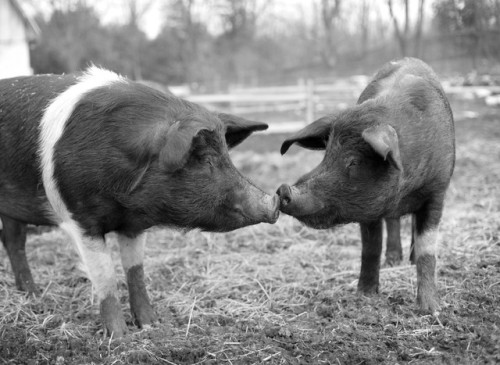 Hercules and Peggy.Happily Ever Esther Farm Sanctuary, Campbellville, ON.© Andrea White 2017