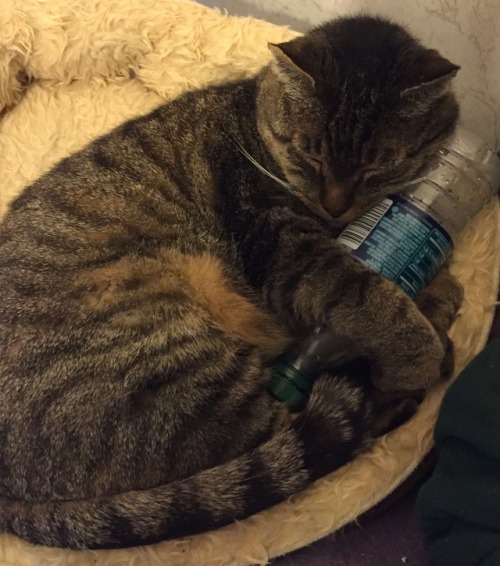 not-very-eloquent: Why do I have so many pictures of my cat sleeping with empty water bottles. None 