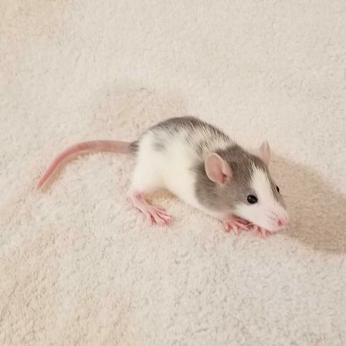 cypric-rat-hyperfixation:Gray/blue dalmatian rats (click to see full images)This post is self-indulg