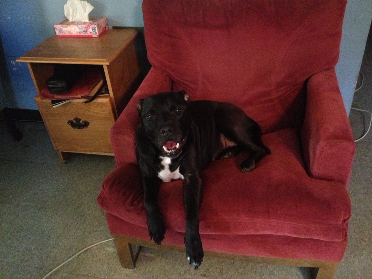 everything-is-a-puppy:  THIS IS VERY URGENT. This is Daisy; she is an American pitbull