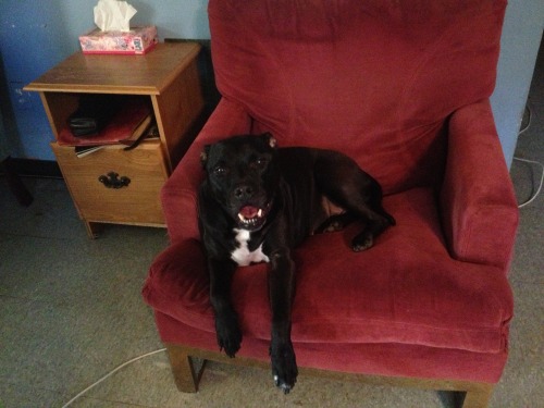 everything-is-a-puppy:  THIS IS VERY URGENT. This is Daisy; she is an American pitbull terrier and she desperately needs a home. If no one responds to this before 11am tomorrow, she will be put down. She is a rather nervous dog, but she is all bark with
