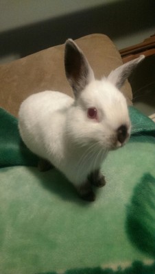 awesomebunnies:  This is one of my bunnies, Rosie, when she was a baby ❤