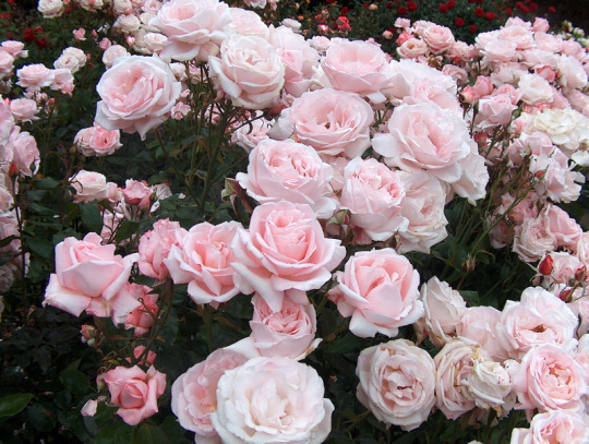 floralls