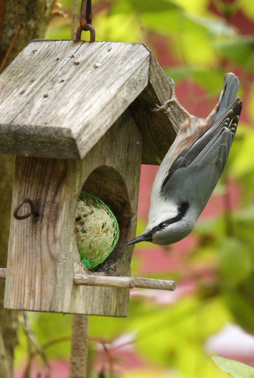 A true acrobat in action.