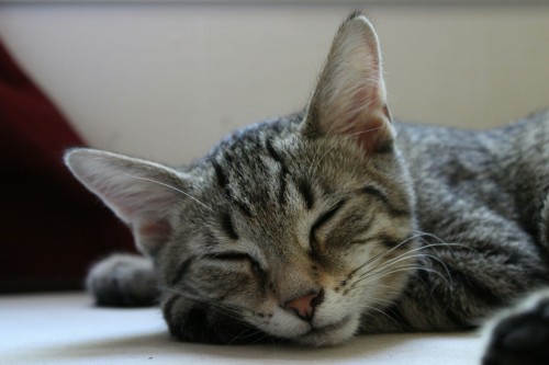 my-cats-better: Him sleep. Him sleep good. •Canon Rebel T6 •18-55mm lens