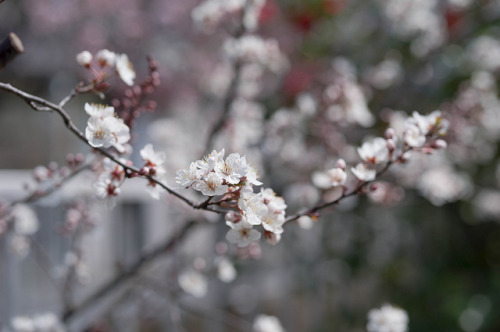 japanese apricot by Okera on Flickr.