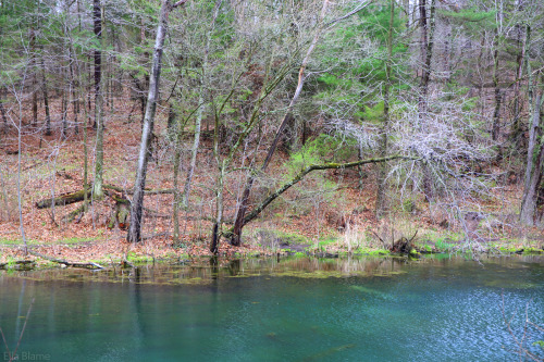 Early Spring Paradise