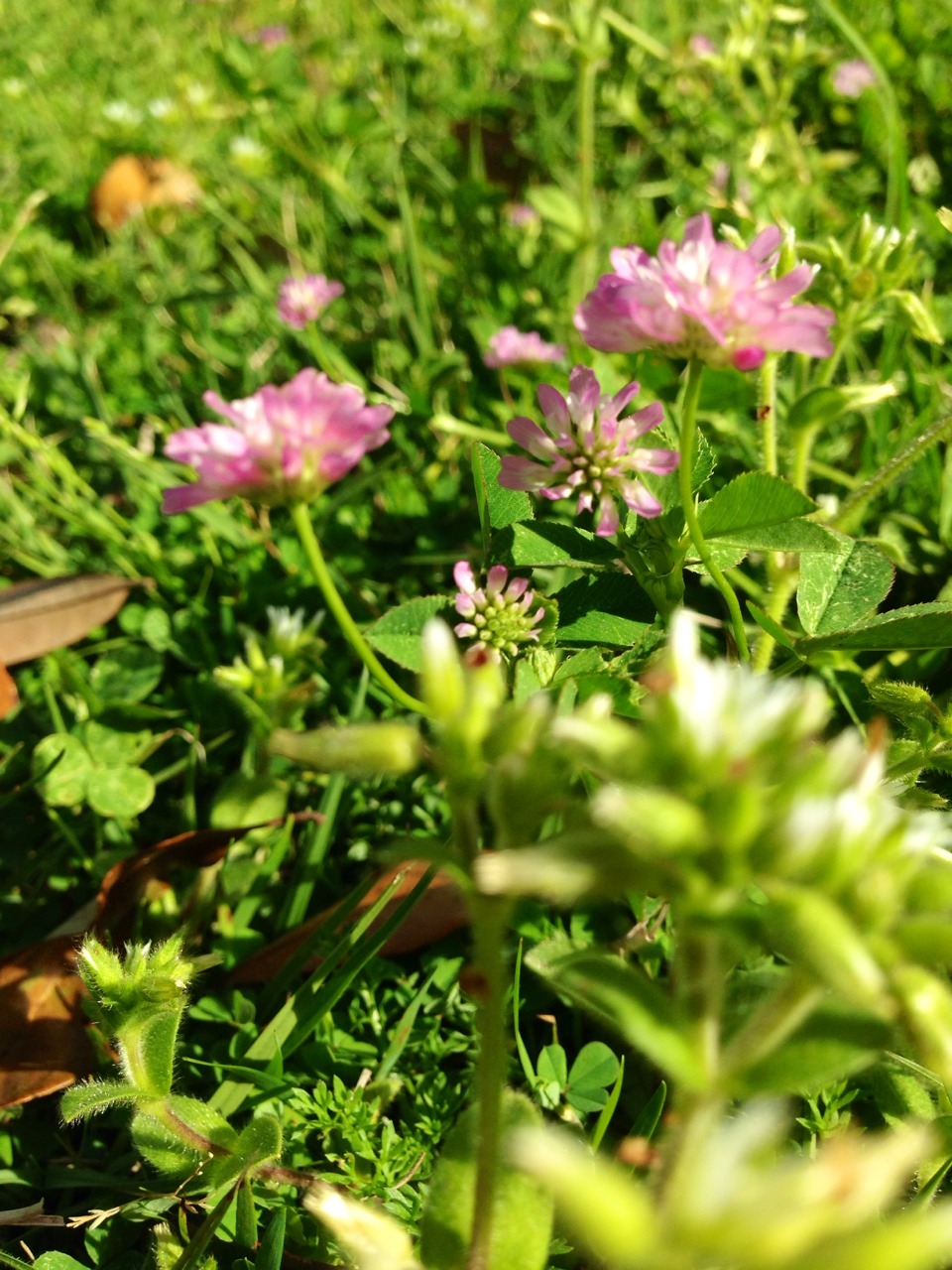 yin-yangs:  Flowers are the prettiest things 