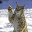 lynxpawpads