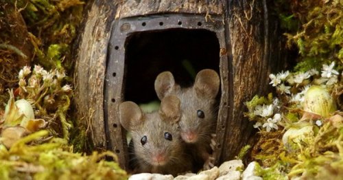 brigantias-isles: Little Mice