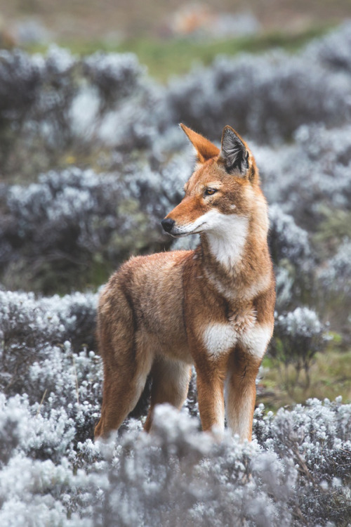 visualechoess:Golden Dream - by: Keith Connelly Photographics