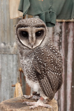 astronomy-to-zoology:  Greater Sooty Owl (Tyto tenebricosa) …is a species of barn owl (Tytonidae) that is native to south-eastern Australia, New Guinea and Flinder’s Island in the Bass Strait. Like other barn owls T. tenebricosa are nocturnal and